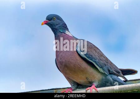 Gemeine Holztaube (Columba palumbus), Sachsen, Deutschland Stockfoto