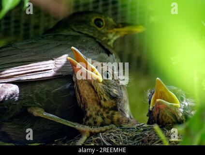 Schwarzvogel, Weibchen und Nestlinge, junge Amseln (Turdus merula) in Nest, Sachsen, Deutschland Stockfoto