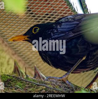 Schwarzvogel, Männchen und Nestlinge, junge Amseln (Turdus merula) in Nest, Sachsen, Deutschland Stockfoto