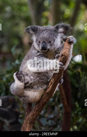 Koala (Phascolarctos cinereus), Lone Pine Sanctuary, Brisbane, Queensland, Australien Stockfoto