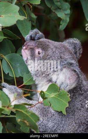 Koala (Phascolarctos cinereus), Lone Pine Sanctuary, Brisbane, Queensland, Australien Stockfoto