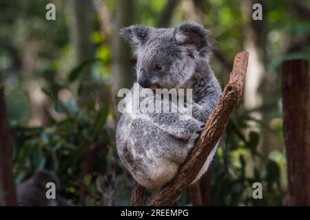 Koala (Phascolarctos cinereus), Lone Pine Sanctuary, Brisbane, Queensland, Australien Stockfoto