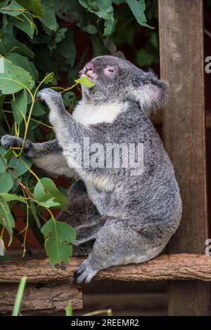 Koala (Phascolarctos cinereus), Lone Pine Sanctuary, Brisbane, Queensland, Australien Stockfoto