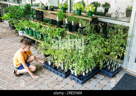 Athen Georgia, University of Georgia State Botanical Garden of Georgia, Besucherzentrum und Konservatorium, Jungen-Look, Tomatenpflanzen-Verkaufsausstellung Stockfoto
