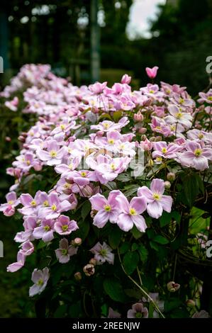 Ein Haufen hübscher rosa Anemonen, Clematis-Blumen, vertikaler Schuss Stockfoto