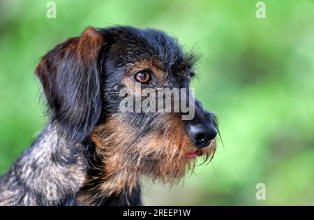 Rauhhaariger Dackel (Canis lupus familiaris), männlich, 2 Jahre, Tierporträt, Stuttgart, Baden-Württemberg, Deutschland Stockfoto