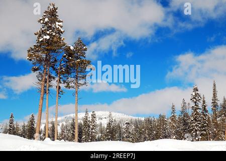 Eine winterliche Naturszene in den Sierra Nevada Mountains von Kalifornien zeigt Schnee auf den Hügeln und sieht aus wie eine Weihnachts- und Urlaubskarte Stockfoto