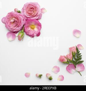 Draufsicht Rosen Blumen. Auflösung und hochwertige Fotos Stockfoto