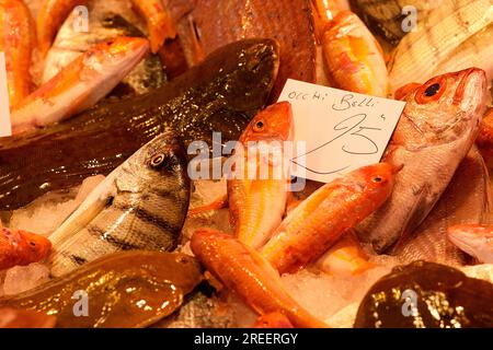 Verschiedene Fische im Ausstellungsraum, Details, Fischmarkt, Catania, Altstadt, Barocke Altstadt, Östliche Küche, Sizilien, Italien Stockfoto