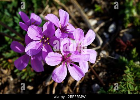 Makro, violette Blumen, Reiher Schnabel (Geraniaceae), Madonie Nationalpark, Frühling, Sizilien, Italien Stockfoto