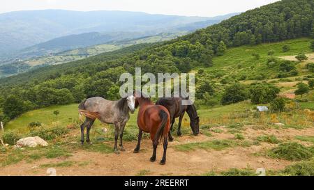 Pferde, Weiden, Hain, Bäume, grüner Hügel, Nebrodi-Nationalpark, Sizilien, Italien Stockfoto