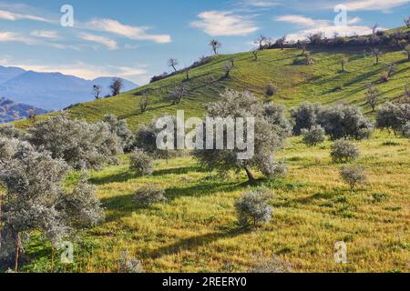 Blühende Obstbäume auf grüner Wiese, Hügel, blauer wolkiger Himmel, Nebrodi-Nationalpark, Sizilien, Italien Stockfoto