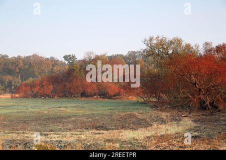 Feuerwehreinsatz nach Wiesenfeuer, Biosphärenreservat Mittelelbe, Sachsen-Anhalt, Deutschland Stockfoto