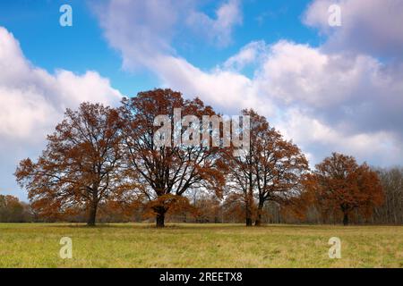 Gruppe alter Eichen in Herbstblättern auf einer Wiese, Biosphärenreservat Mittelelbe, Sachsen-Anhalt, Deutschland Stockfoto