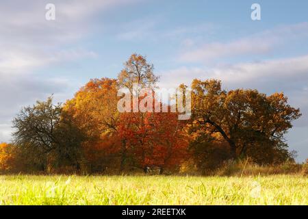 Gruppe alter Eichen in Herbstblättern auf einer Wiese, Biosphärenreservat Mittelelbe, Sachsen-Anhalt, Deutschland Stockfoto