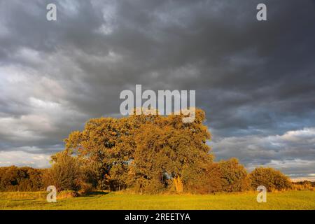 Gruppe alter Eichen in Herbstblättern auf einer Wiese, Biosphärenreservat Mittelelbe, Sachsen-Anhalt, Deutschland Stockfoto