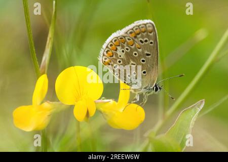 Blauer Schmetterling (Polyommatus icarus) auf Kleeblumen, Hessen, Deutschland Stockfoto