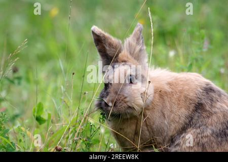 Nahaufnahme, Hauskaninchen (Oryctolagus cuniculus forma domestica), Kaninchen, Haustier, süß, Gras, Draußen sitzt Ein niedliches Kaninchen zwischen hohen Rasenblättern Stockfoto