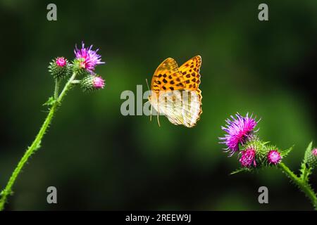 Silbergewaschene Fritillare (Argynnis Paphia), männlich, nähert sich der Blume der schleichenden Distel (Cirsium arvense), Hessen, Deutschland Stockfoto
