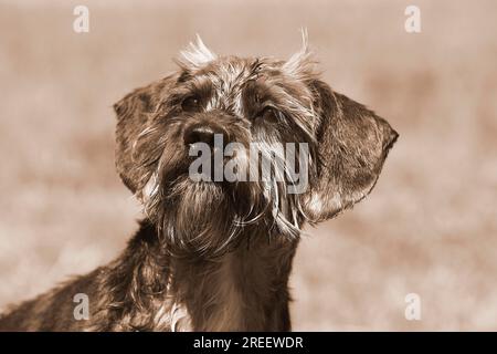 Dachshund Shih Tzu mix (Canis lupus familaris), männlich 4 Jahre, Porträt, in Sepia, Nordrhein-Westfalen, Deutschland Stockfoto