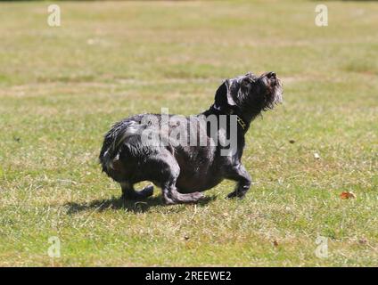 Dachshund Shih Tzu Mix (Canis lupus familaris), 4 Jahre, Laufen über die Wiese, Nordrhein-Westfalen, Deutschland Stockfoto