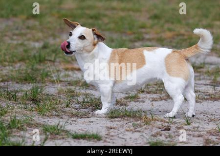 Hund, Jack Russell Terrier streicht seine Zunge heraus, Hunderasse, Haushund (Canis lupus familiaris), Schleswig-Holstein, Deutschland Stockfoto