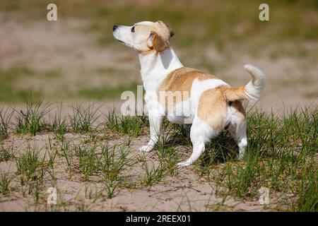 Hund, Jack Russell Terrier, Hunderasse, Haushund (Canis lupus familiaris), Schleswig-Holstein, Deutschland Stockfoto