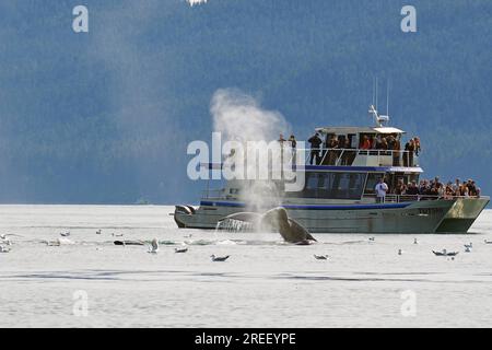 Buckelwale tauchen direkt vor einem Touristenboot in die Tiefen, Walbeobachtung, Inside Passage, Juneau, Alaska, USA Stockfoto