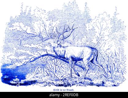 Hirsch in der Rutsche, Hubertusjagd und Jagdszenen, wilde Tiere, Natur, Wald, Seii, Wasserpflanzen, Schilf, historische Illustration um 1860 Stockfoto