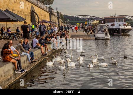 PRAG, TSCHECHISCHE REPUBLIK - 6. SEPTEMBER 2020: Menschen und Schwäne am Rasinovo-Ufer in Prag, Tschechische Republik Stockfoto