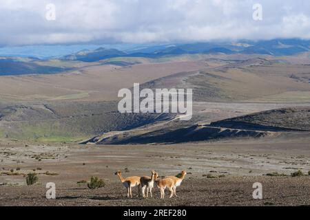 Eine Herde von vicuñas, die in ihrem natürlichen Lebensraum weidet. Lage: Chimborazo Nationalpark, Ecuador Stockfoto