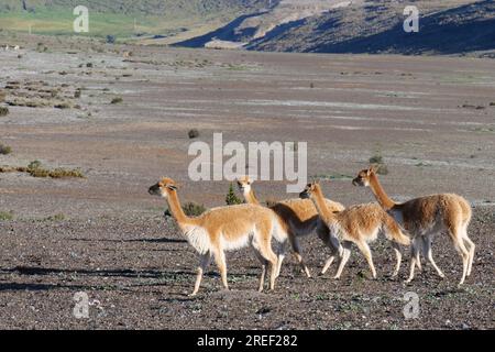 Eine Herde von vicuñas in ihrem natürlichen Lebensraum. Lage: Chimborazo Nationalpark, Ecuador Stockfoto