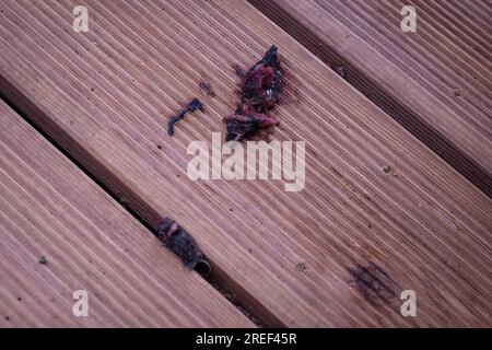 Halb gefressene Maus auf Holzboden. Kopf und Körper durch Katze getrennt. Stockfoto