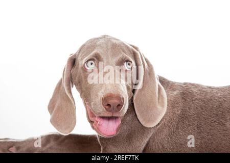 Wunderschönes, grün äugiges Weimaraner-Hündchen isoliert auf weißem Hintergrund. Stockfoto