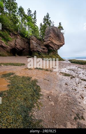 Der Hopewell Rocks Provincial Park an der Bay of Fundy beherbergt eine beeindruckende Auswahl an Meeresstapeln, die von den Gezeiten aus den Felsen geschnitzt wurden. Besucher sind Feinkostgeschäft Stockfoto