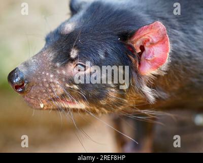 Ein Nahaufnahme-Porträt eines außergewöhnlichen, unverwechselbaren Tasmanischen Teufels in natürlicher Schönheit. Stockfoto