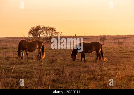 Exmoor Pony Horses im Milovice Naturschutzgebiet, Tschechische Republik Stockfoto