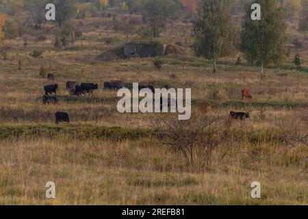 Aurochs (Bos primigenius) im Naturschutzgebiet Milovice, Tschechische Republik Stockfoto