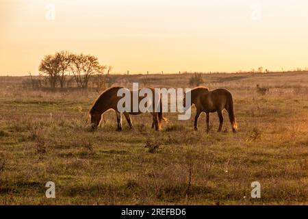 Exmoor Pony Horses im Milovice Naturschutzgebiet, Tschechische Republik Stockfoto