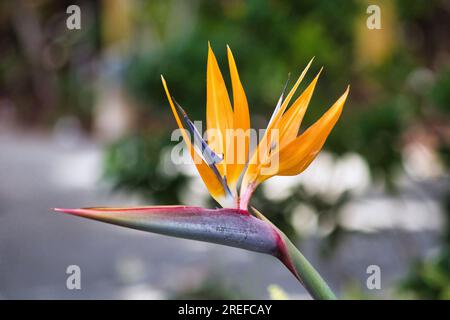 Wunderschöner selektiver Blick auf einen hellen und wunderschönen Vogel der Paradiesblume auf Maui. Stockfoto