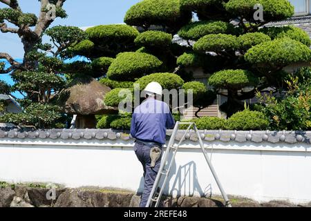 KAGAWA, JAPAN - JULI 24 2023: Professioneller japanischer Gärtner schneidet einen Gartenbaum mit einer Trittleiter im japanischen Haus Kagawa, Japan. Stockfoto