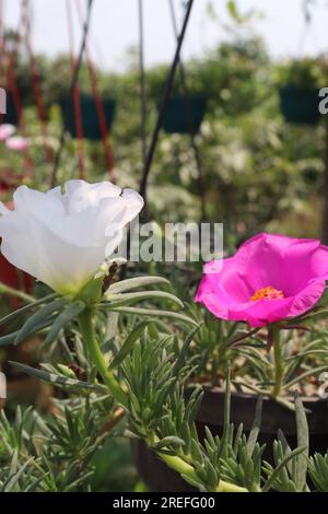 Die Moosrosa-Purslane-Blume auf dem Hängetopf auf dem Bauernhof für die Ernte ist eine Geldfrucht Stockfoto