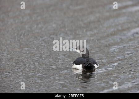 Schwarzkehlkopftaucher oder Arctic Loon (Gavia Arctica) in Japan Stockfoto