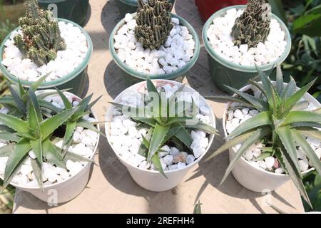 gymnocalycium mihanovichii Kaktus auf einem Topf im landwirtschaftlichen Betrieb für die Ernte sind Barfrüchte Stockfoto