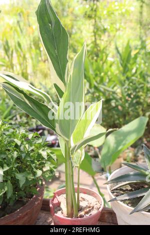 Maranta arundinacea, auch als Pfeilwurzpflanze im landwirtschaftlichen Betrieb zur Ernte bezeichnet, sind Barfrüchte Stockfoto