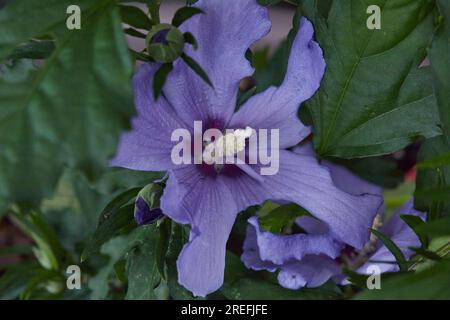 Schöne Topfpflanze in Purple Hibiscus im Süden der USA! Spa! Stockfoto