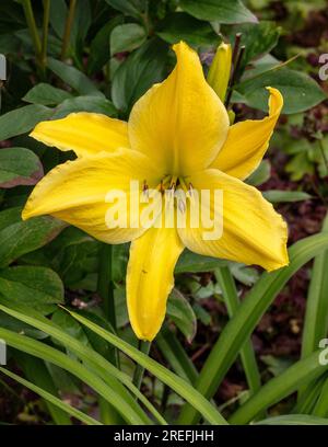 "Big Bird" Daylily, Daglilja (Hemerocallis) Stockfoto