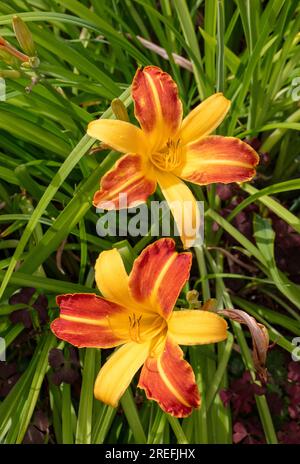 "Frans Hals' Daylily, Daglilja (Hemerocallis) Stockfoto