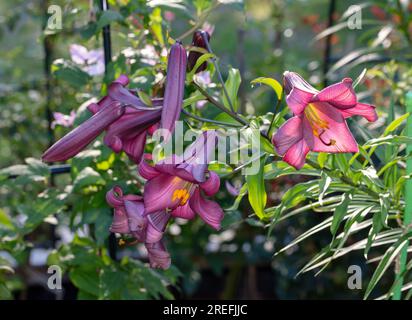 „Pink Perfection“-Trompetenlilie, Kungslilja (Lilium regale) Stockfoto