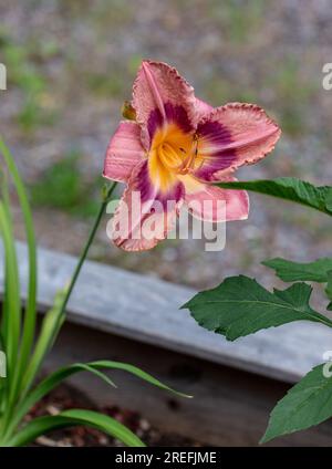 "El Torheit' Daylily, Daglilja (Hemerocallis) Stockfoto